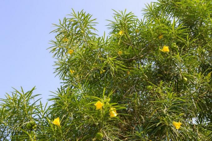żółte drzewo oleandrowe