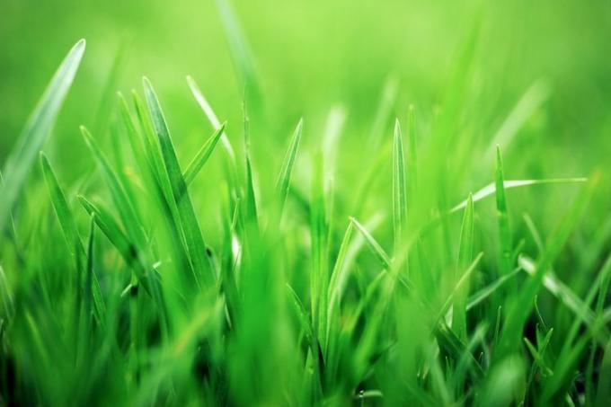 najlepszy czas na sadzenie nasion trawy-realsimple-GettyImages-520320076