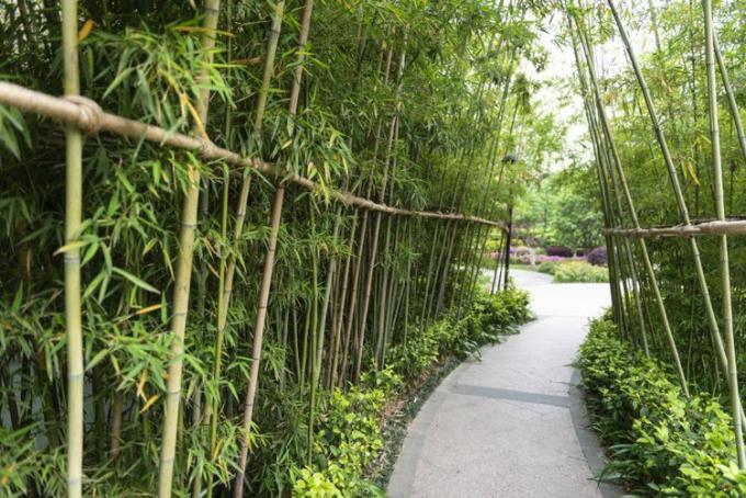 bambusowe ekrany