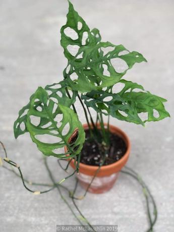 Monstera Olbiqua (forma peruwiańska)